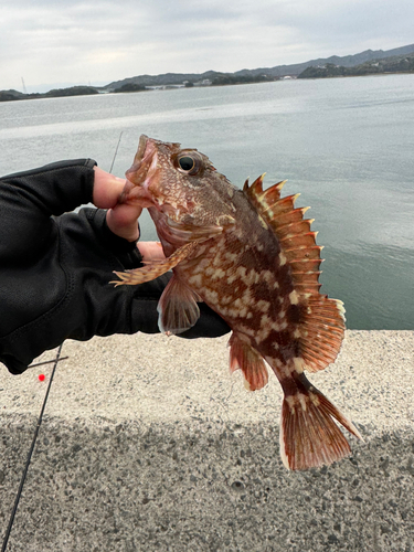 カサゴの釣果