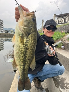 ブラックバスの釣果