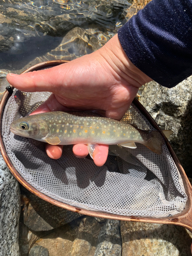 イワナの釣果