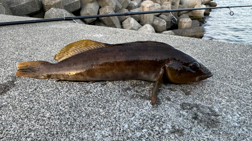 アブラコの釣果