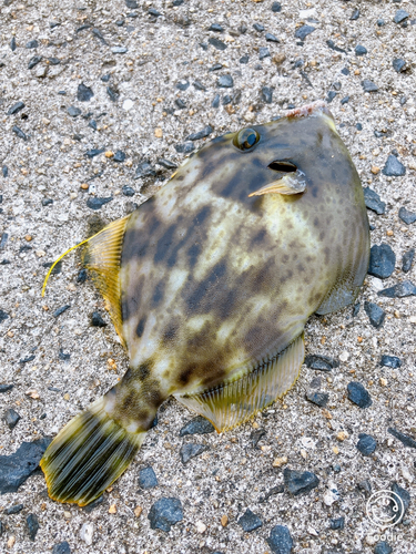 カワハギの釣果