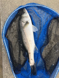 ハネ（マルスズキ）の釣果