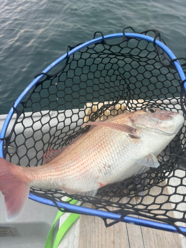 タイの釣果