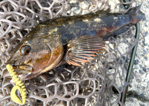 アイナメの釣果