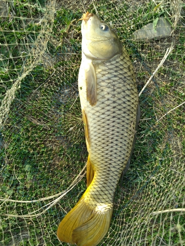 コイの釣果