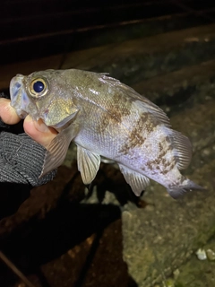 シロメバルの釣果