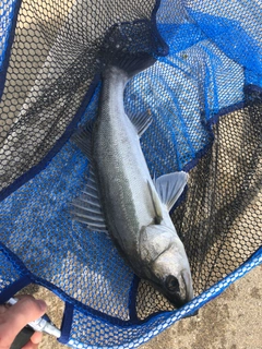 ハネ（マルスズキ）の釣果