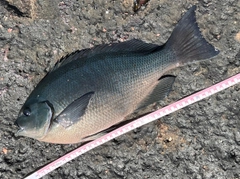 クチブトグレの釣果