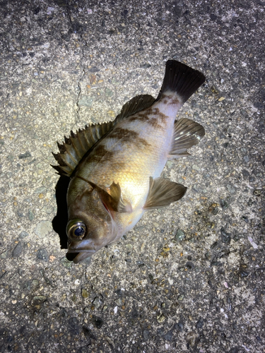 シロメバルの釣果