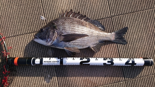 クロダイの釣果