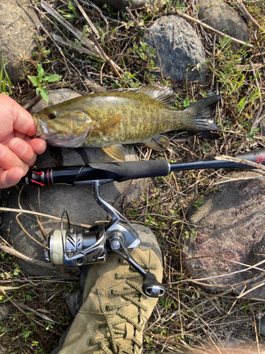 スモールマウスバスの釣果