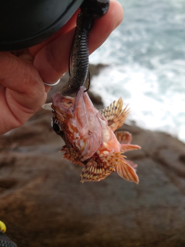 アラカブの釣果