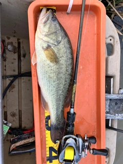 ラージマウスバスの釣果