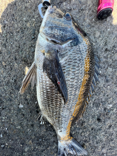 クロダイの釣果