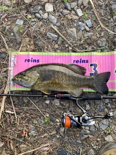 スモールマウスバスの釣果