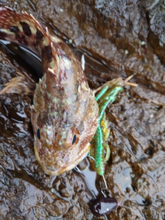 アラカブの釣果