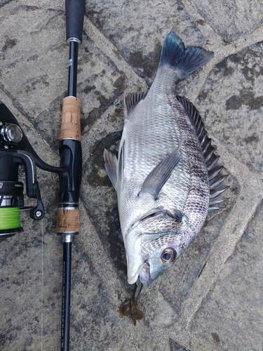 チヌの釣果