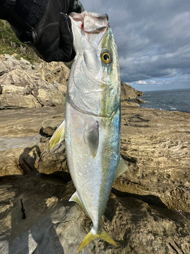 メジロの釣果