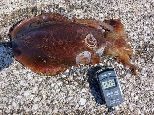 アオリイカの釣果