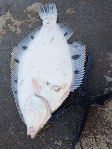 カレイの釣果