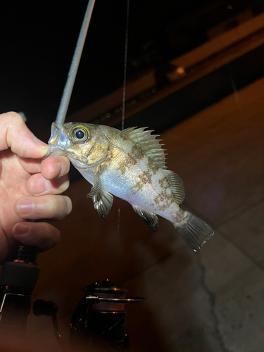 シロメバルの釣果