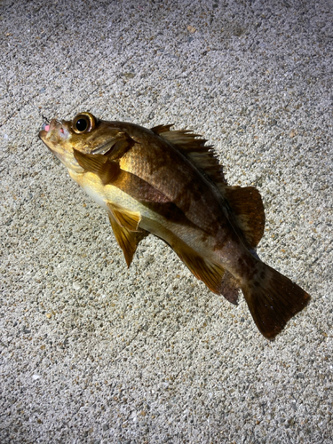 アカメバルの釣果