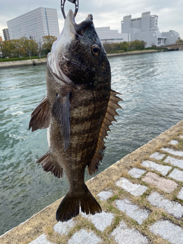 クロダイの釣果