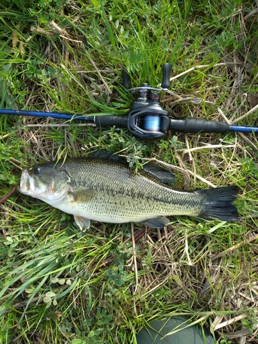 ラージマウスバスの釣果