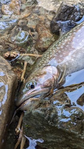 イワナの釣果