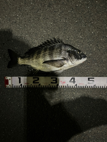 クロダイの釣果