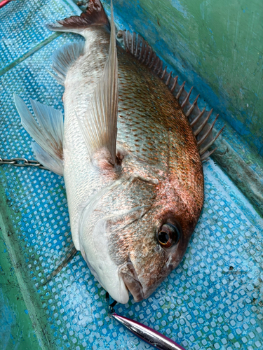 タイの釣果