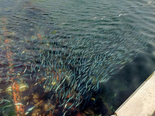 マイワシの釣果