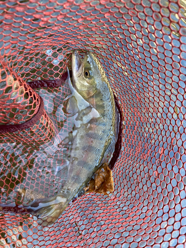 ヤマメの釣果