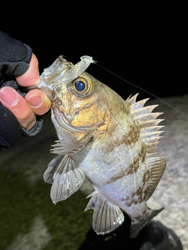 メバルの釣果