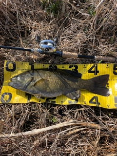 スモールマウスバスの釣果