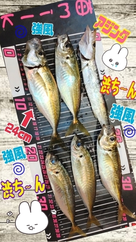 カマスの釣果