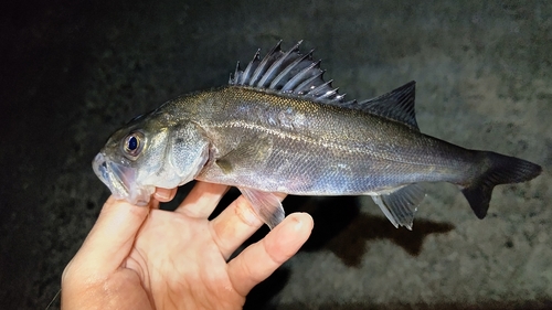 セイゴ（マルスズキ）の釣果