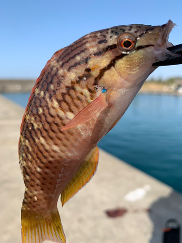 イソベラの釣果