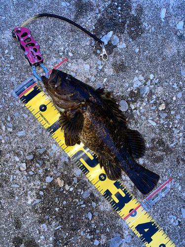 タケノコメバルの釣果