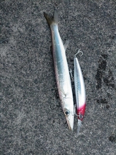 カマスの釣果