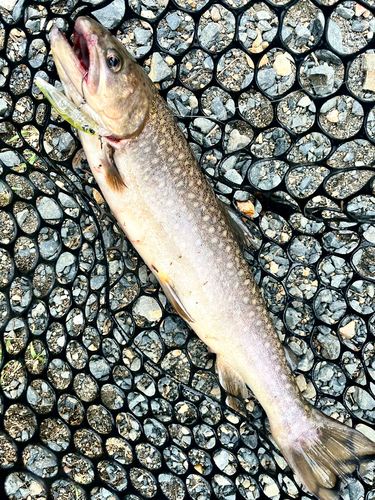 イワナの釣果