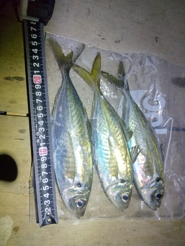 アジの釣果