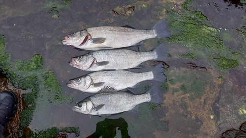 ヒラスズキの釣果