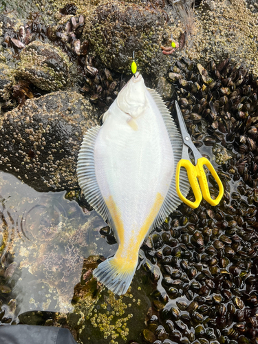 カレイの釣果