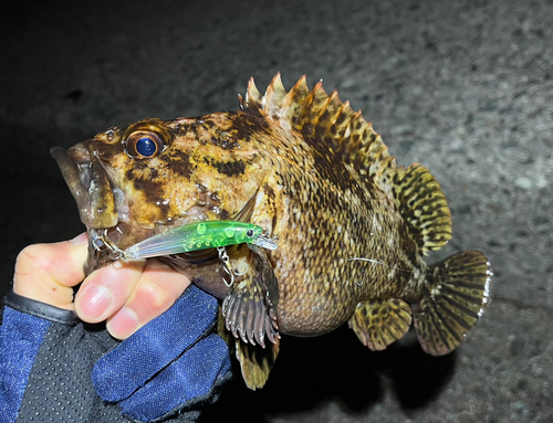 ムラソイの釣果