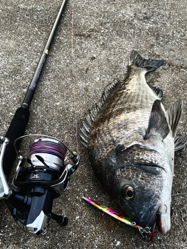 チヌの釣果