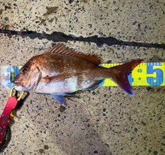 マダイの釣果