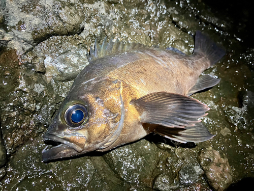 クロメバルの釣果