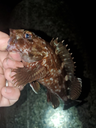 ガシラの釣果