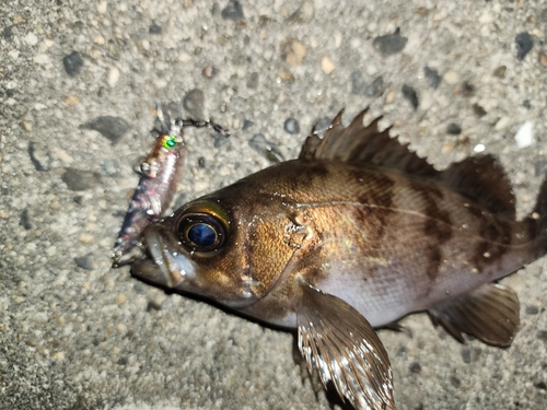 メバルの釣果